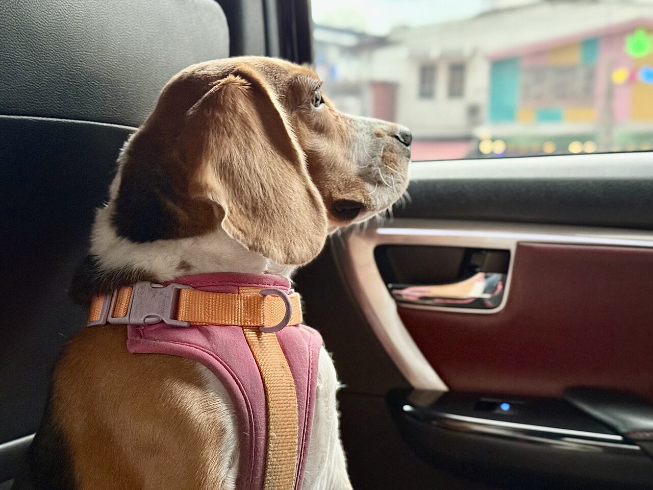 一只小猎犬beagle坐在车内后座看向车窗外,等待主人回来