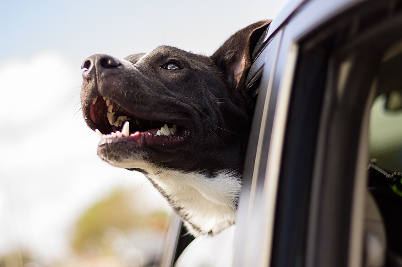 dog-in-parked-car-tesla-dog-mode 一只狗狗独自待在停好的车里,隔着车窗向外张望——特斯拉宠物模式Dog Mode就是为这种场景设计的