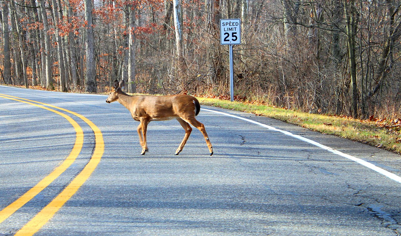A white-tailed deer crossing a rural road at a Michigan metropark, the animal most often involved in fall vehicle collisions in North America