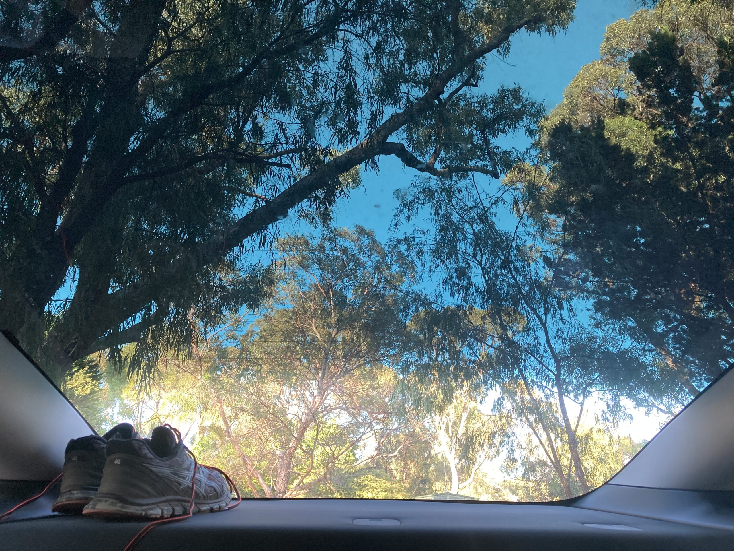 View of tree canopy through a Tesla Model 3 panoramic glass roof